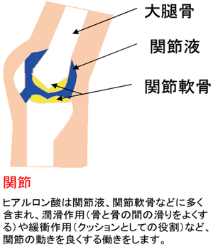 関節の構造図