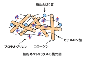 細胞外マトリックスの模式図