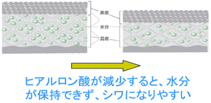 ヒアルロン酸が減少すると、水分が保持できず、シワになりやすい