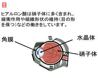 目の構造図