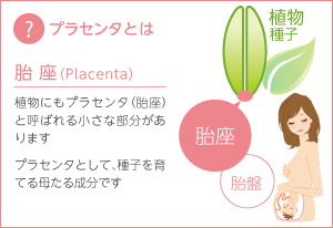 プラセンタとは