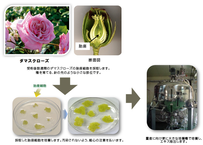 培養工程