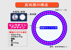 真珠層の構造